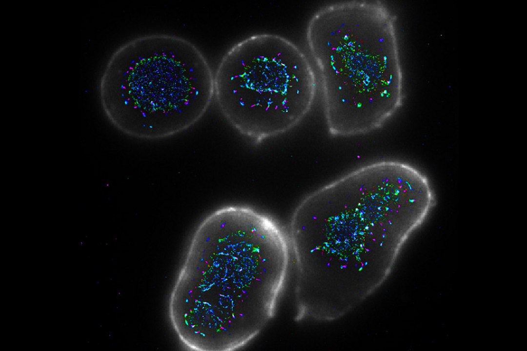 Descoberta forma de fortalecer resposta imunológica contra o câncer