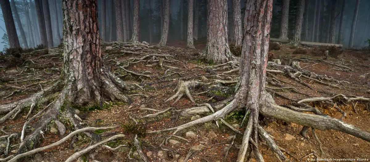 Biofobia: quando a natureza nos causa medo.