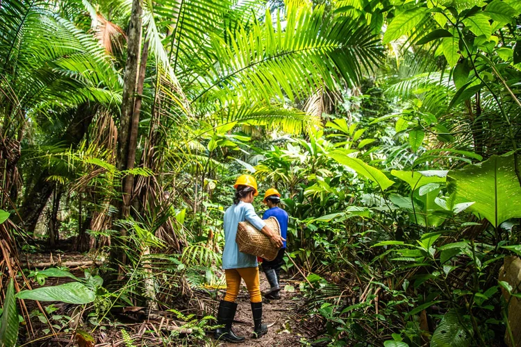 Amazon passa a vender produtos da floresta e gera renda para comunidades amazônicas…
