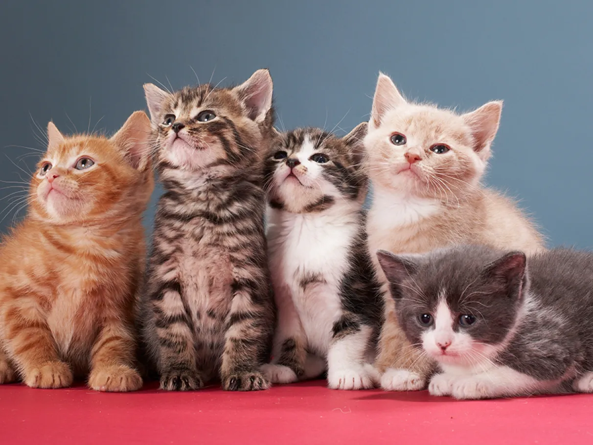 Países com mais gatos tendem a ser mais felizes ( Deutsche Welle Brasil)